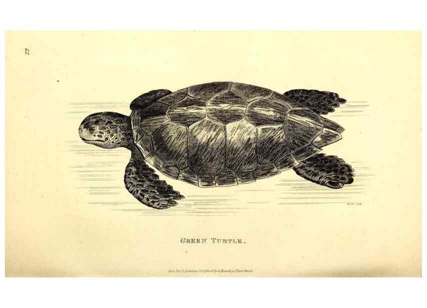 Reproducción/Reproduction 49827153652: General zoology, or Systematic natural history. London,Printed for G. Kearsley,1800-1826.. 