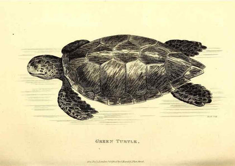 Reproducción/Reproduction 49827153652: General zoology, or Systematic natural history. London,Printed for G. Kearsley,1800-1826.. 