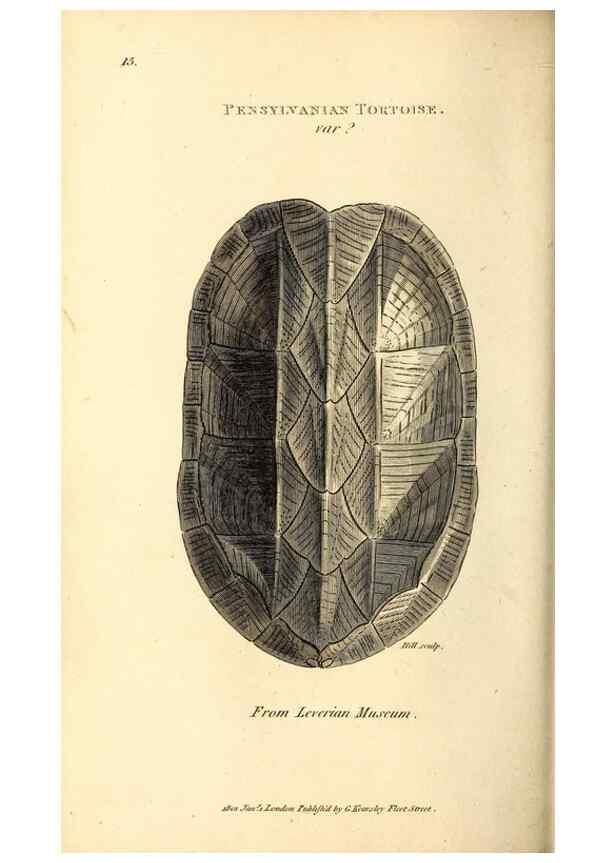 Reproducción/Reproduction 49827151212: General zoology, or Systematic natural history. London,Printed for G. Kearsley,1800-1826.. 
