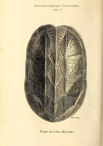 Reproducción/Reproduction 49827151212: General zoology, or Systematic natural history. London,Printed for G. Kearsley,1800-1826.. 