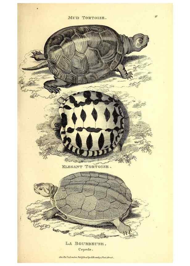 Reproducción/Reproduction 49827148252: General zoology, or Systematic natural history. London,Printed for G. Kearsley,1800-1826.. 