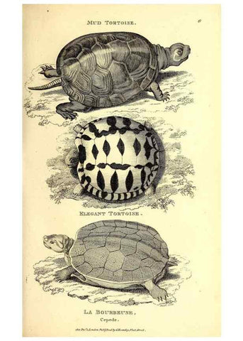Reproducción/Reproduction 49827148252: General zoology, or Systematic natural history. London,Printed for G. Kearsley,1800-1826.. 