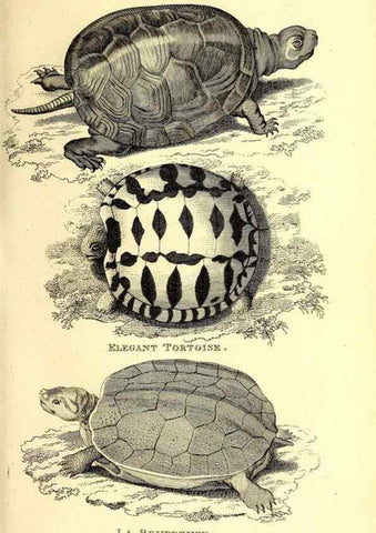 Reproducción/Reproduction 49827148252: General zoology, or Systematic natural history. London,Printed for G. Kearsley,1800-1826.. 