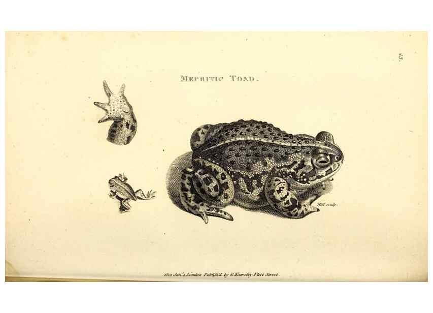 Reproducción/Reproduction 49827161122: General zoology, or Systematic natural history. London,Printed for G. Kearsley,1800-1826.. 