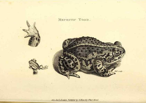 Reproducción/Reproduction 49827161122: General zoology, or Systematic natural history. London,Printed for G. Kearsley,1800-1826.. 