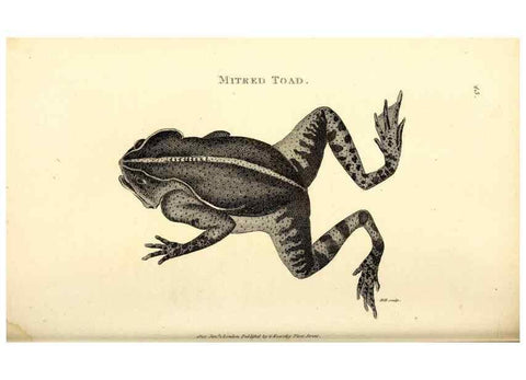 Reproducción/Reproduction 49826312863: General zoology, or Systematic natural history. London,Printed for G. Kearsley,1800-1826.. 