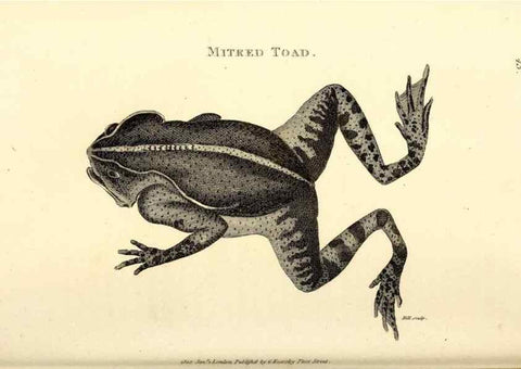 Reproducción/Reproduction 49826312863: General zoology, or Systematic natural history. London,Printed for G. Kearsley,1800-1826.. 