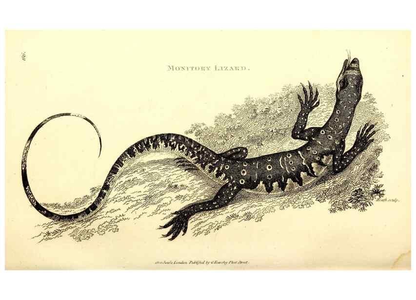 Reproducción/Reproduction 49826320128: General zoology, or Systematic natural history. London,Printed for G. Kearsley,1800-1826.. 