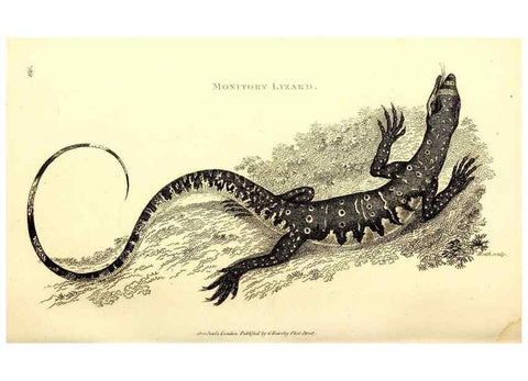 Reproducción/Reproduction 49826320128: General zoology, or Systematic natural history. London,Printed for G. Kearsley,1800-1826.. 