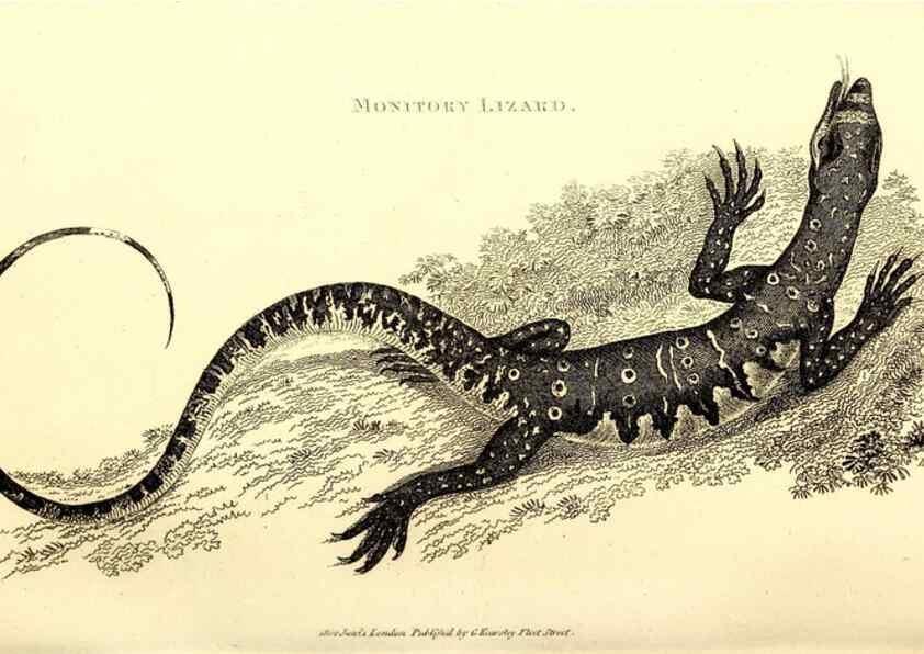 Reproducción/Reproduction 49826320128: General zoology, or Systematic natural history. London,Printed for G. Kearsley,1800-1826.. 