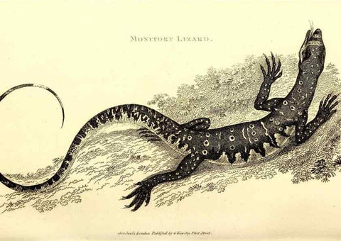 Reproducción/Reproduction 49826320128: General zoology, or Systematic natural history. London,Printed for G. Kearsley,1800-1826.. 