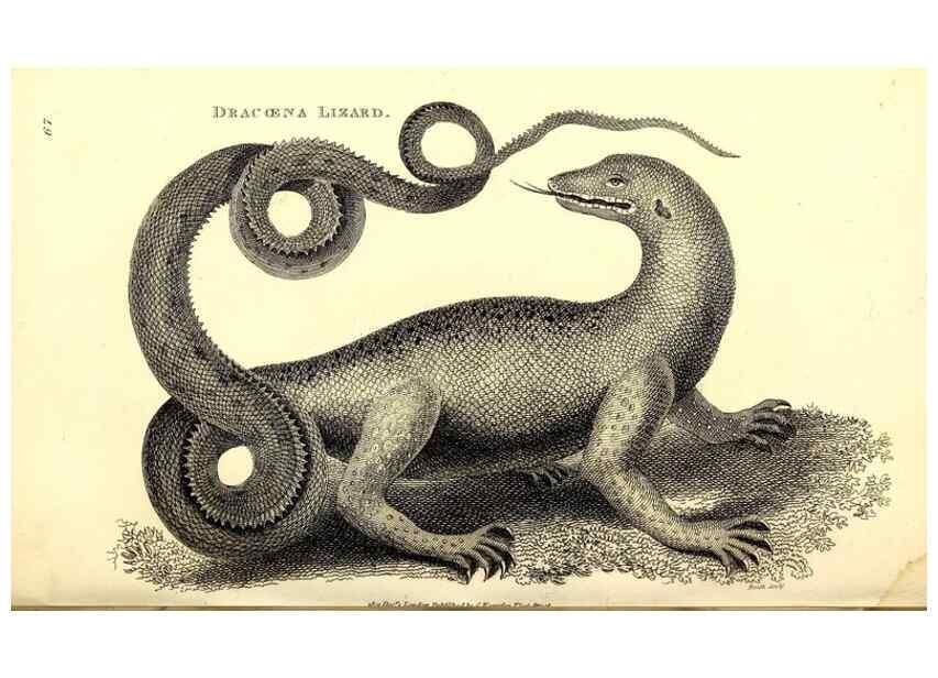 Reproducción/Reproduction 49826320558: General zoology, or Systematic natural history. London,Printed for G. Kearsley,1800-1826.. 
