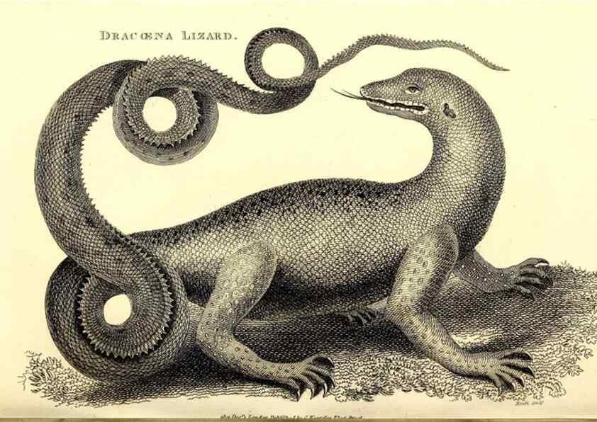 Reproducción/Reproduction 49826320558: General zoology, or Systematic natural history. London,Printed for G. Kearsley,1800-1826.. 