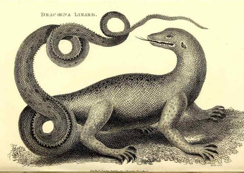 Reproducción/Reproduction 49826320558: General zoology, or Systematic natural history. London,Printed for G. Kearsley,1800-1826.. 