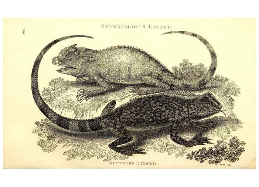 Reproducción/Reproduction 49826854906: General zoology, or Systematic natural history. London,Printed for G. Kearsley,1800-1826.. 