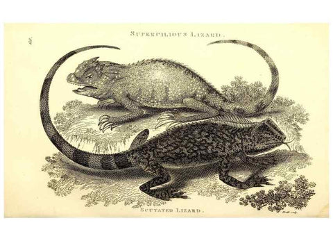 Reproducción/Reproduction 49826854906: General zoology, or Systematic natural history. London,Printed for G. Kearsley,1800-1826.. 