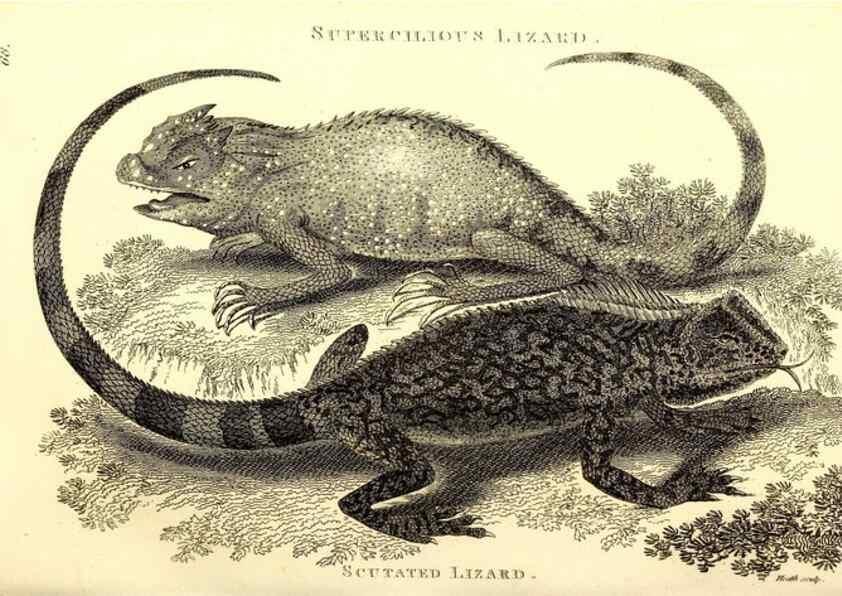 Reproducción/Reproduction 49826854906: General zoology, or Systematic natural history. London,Printed for G. Kearsley,1800-1826.. 