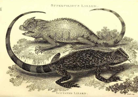 Reproducción/Reproduction 49826854906: General zoology, or Systematic natural history. London,Printed for G. Kearsley,1800-1826.. 