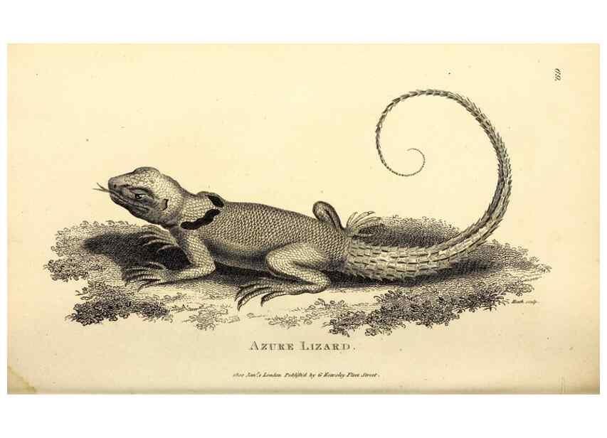 Reproducción/Reproduction 49826321283: General zoology, or Systematic natural history. London,Printed for G. Kearsley,1800-1826.. 