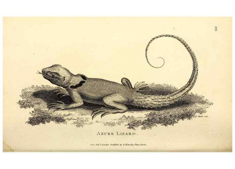 Reproducción/Reproduction 49826321283: General zoology, or Systematic natural history. London,Printed for G. Kearsley,1800-1826.. 