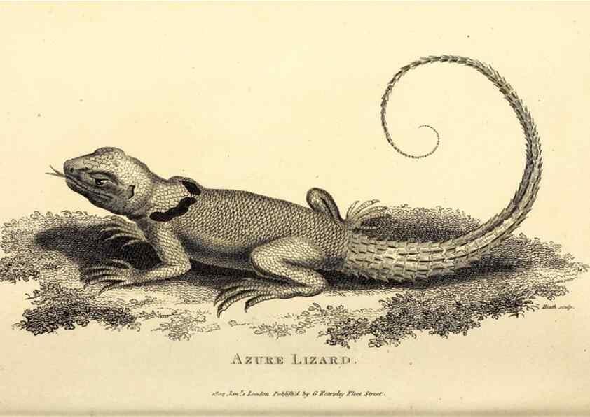 Reproducción/Reproduction 49826321283: General zoology, or Systematic natural history. London,Printed for G. Kearsley,1800-1826.. 