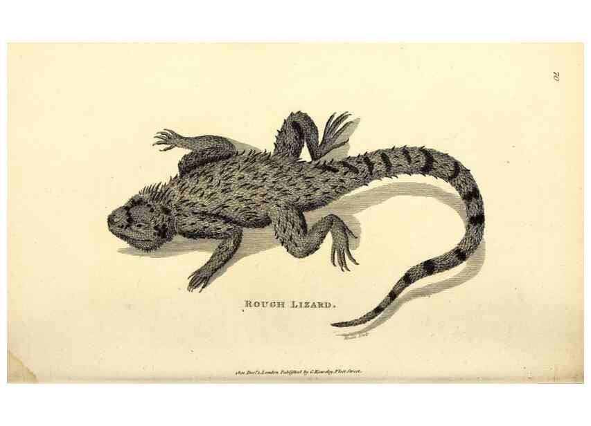 Reproducción/Reproduction 49826855581: General zoology, or Systematic natural history. London,Printed for G. Kearsley,1800-1826.. 