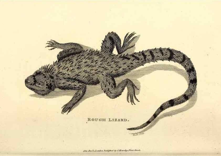 Reproducción/Reproduction 49826855581: General zoology, or Systematic natural history. London,Printed for G. Kearsley,1800-1826.. 