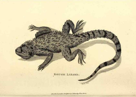 Reproducción/Reproduction 49826855581: General zoology, or Systematic natural history. London,Printed for G. Kearsley,1800-1826.. 