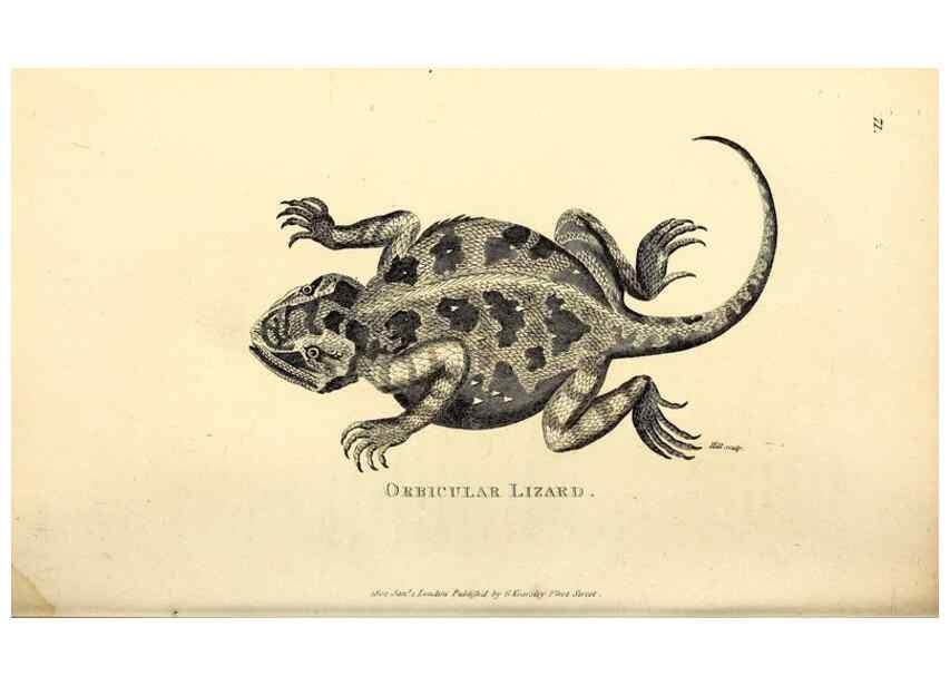 Reproducción/Reproduction 49827170932: General zoology, or Systematic natural history. London,Printed for G. Kearsley,1800-1826.. 