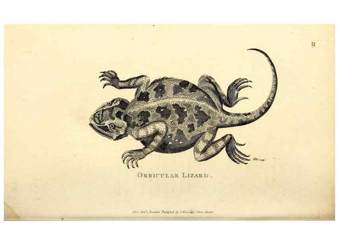 Reproducción/Reproduction 49827170932: General zoology, or Systematic natural history. London,Printed for G. Kearsley,1800-1826.. 