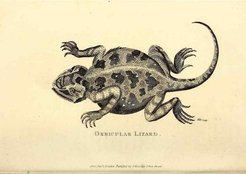 Reproducción/Reproduction 49827170932: General zoology, or Systematic natural history. London,Printed for G. Kearsley,1800-1826.. 