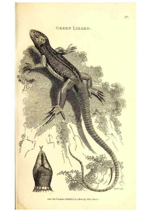 Reproducción/Reproduction 49826322453: General zoology, or Systematic natural history. London,Printed for G. Kearsley,1800-1826.. 