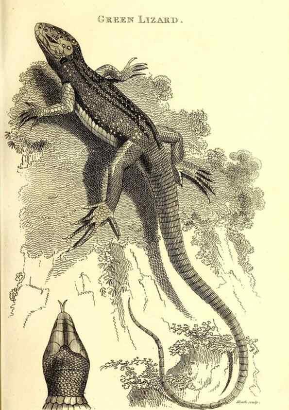 Reproducción/Reproduction 49826322453: General zoology, or Systematic natural history. London,Printed for G. Kearsley,1800-1826.. 