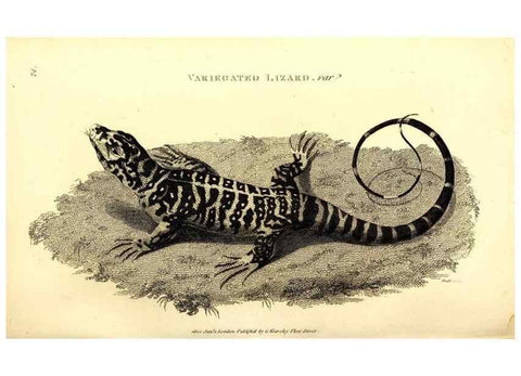 Reproducción/Reproduction 49826323208: General zoology, or Systematic natural history. London,Printed for G. Kearsley,1800-1826.. 