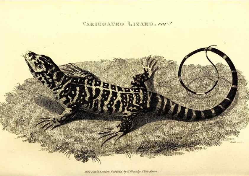 Reproducción/Reproduction 49826323208: General zoology, or Systematic natural history. London,Printed for G. Kearsley,1800-1826.. 