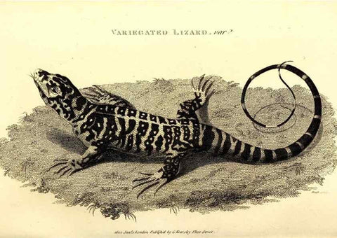 Reproducción/Reproduction 49826323208: General zoology, or Systematic natural history. London,Printed for G. Kearsley,1800-1826.. 