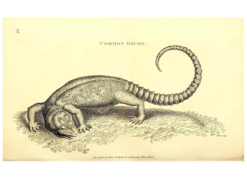Reproducción/Reproduction 49826858061: General zoology, or Systematic natural history. London,Printed for G. Kearsley,1800-1826.. 