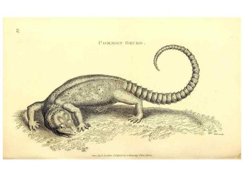 Reproducción/Reproduction 49826858061: General zoology, or Systematic natural history. London,Printed for G. Kearsley,1800-1826.. 