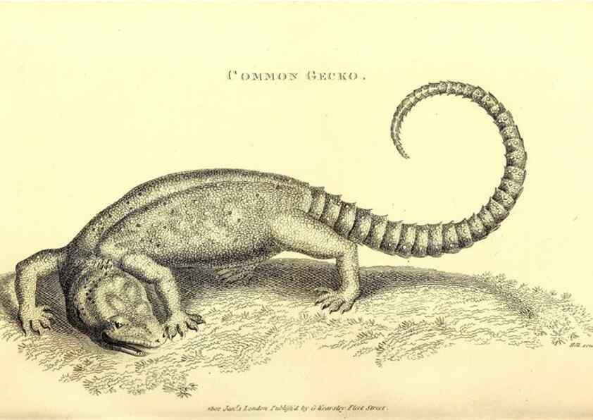 Reproducción/Reproduction 49826858061: General zoology, or Systematic natural history. London,Printed for G. Kearsley,1800-1826.. 