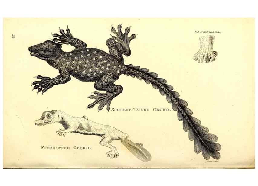 Reproducción/Reproduction 49826324848: General zoology, or Systematic natural history. London,Printed for G. Kearsley,1800-1826.. 