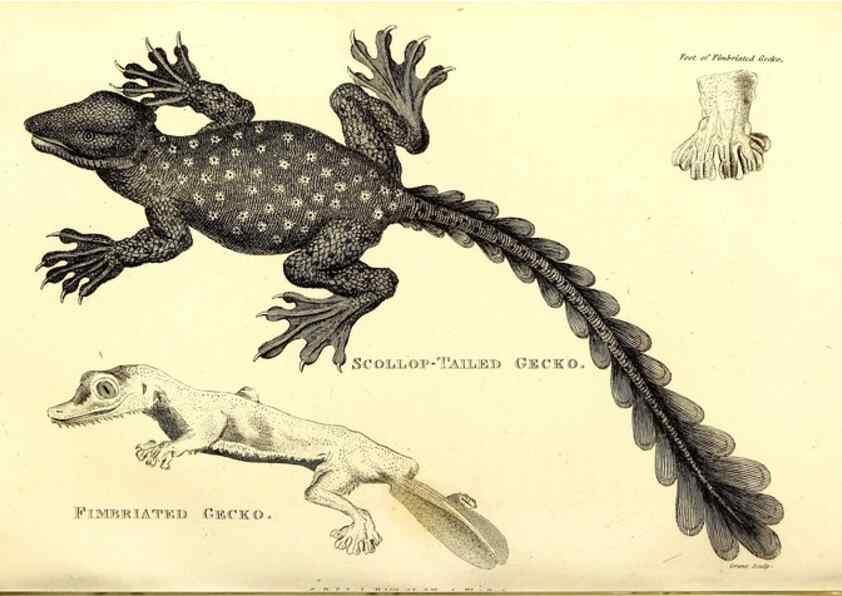 Reproducción/Reproduction 49826324848: General zoology, or Systematic natural history. London,Printed for G. Kearsley,1800-1826.. 
