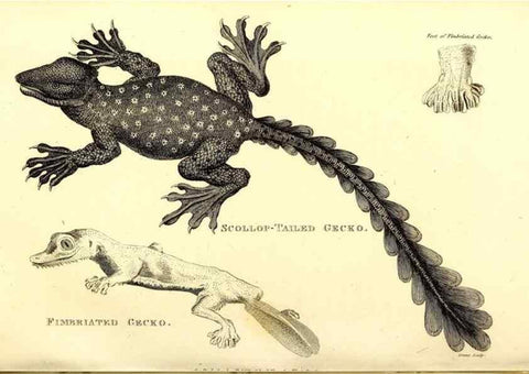 Reproducción/Reproduction 49826324848: General zoology, or Systematic natural history. London,Printed for G. Kearsley,1800-1826.. 