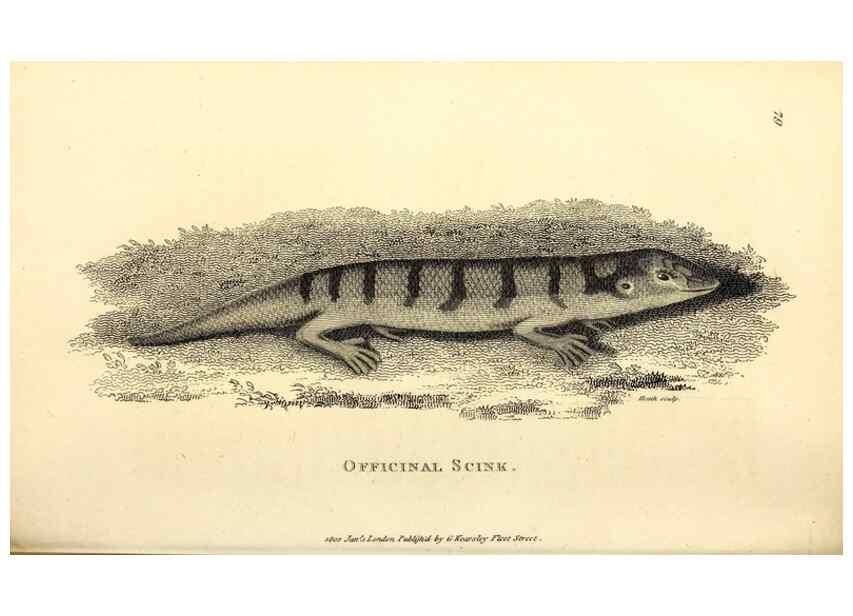 Reproducción/Reproduction 49826858636: General zoology, or Systematic natural history. London,Printed for G. Kearsley,1800-1826.. 