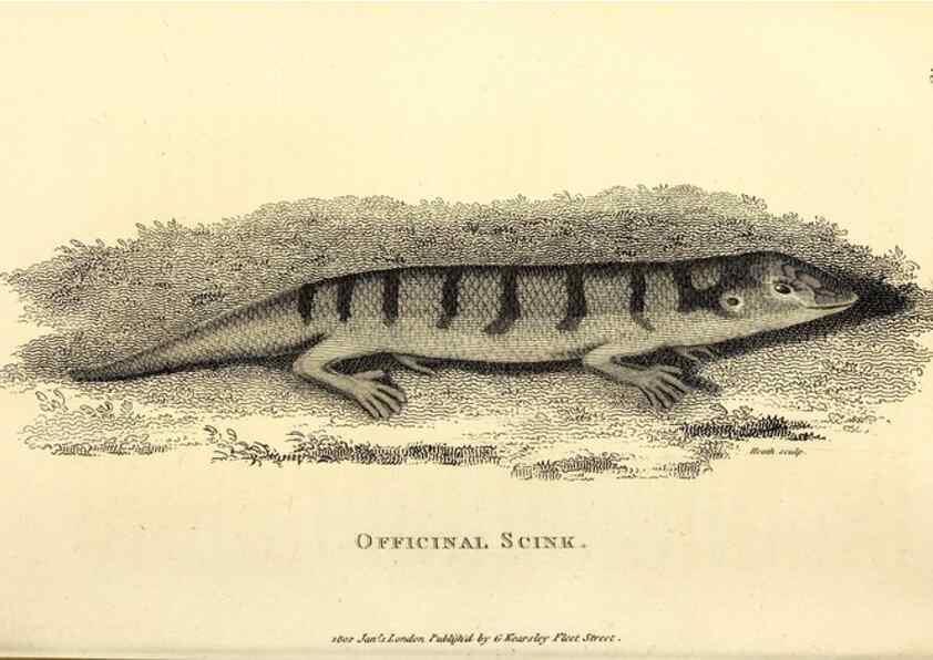 Reproducción/Reproduction 49826858636: General zoology, or Systematic natural history. London,Printed for G. Kearsley,1800-1826.. 