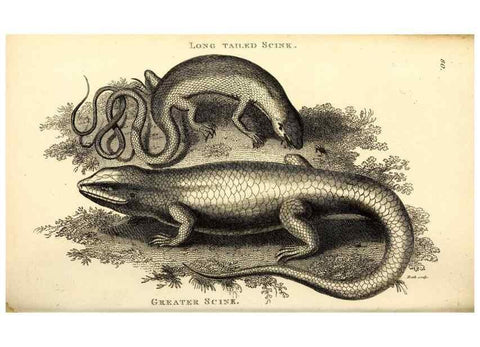 Reproducción/Reproduction 49826859051: General zoology, or Systematic natural history. London,Printed for G. Kearsley,1800-1826.. 