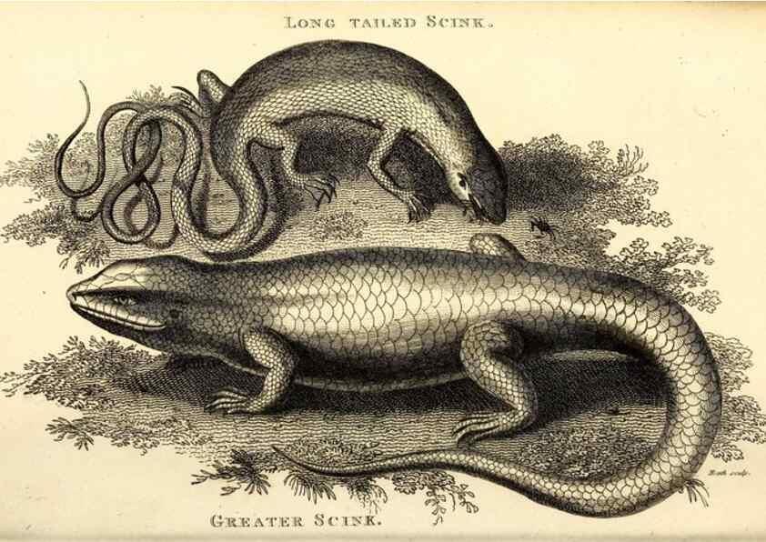 Reproducción/Reproduction 49826859051: General zoology, or Systematic natural history. London,Printed for G. Kearsley,1800-1826.. 