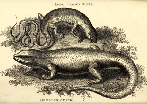 Reproducción/Reproduction 49826859051: General zoology, or Systematic natural history. London,Printed for G. Kearsley,1800-1826.. 
