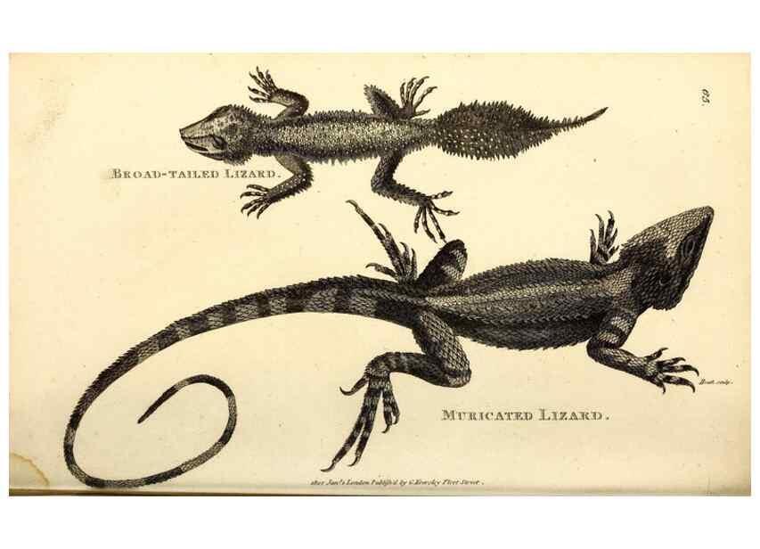 Reproducción/Reproduction 49826853511: General zoology, or Systematic natural history. London,Printed for G. Kearsley,1800-1826.. 