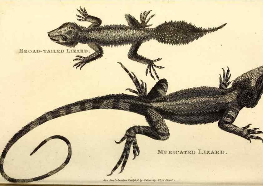 Reproducción/Reproduction 49826853511: General zoology, or Systematic natural history. London,Printed for G. Kearsley,1800-1826.. 