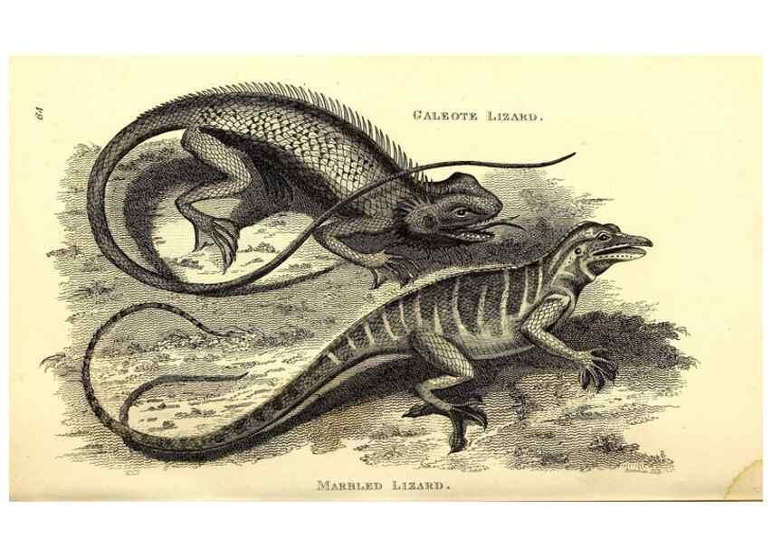 Reproducción/Reproduction 49827167967: General zoology, or Systematic natural history. London,Printed for G. Kearsley,1800-1826.. 